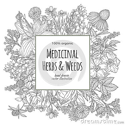 Square banner for text with medicinal flowers and herbs on the white background Vector Illustration
