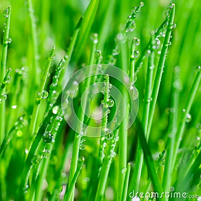 Square format extremely close up view of shining clear water drops on bright thin green grass leaves. Botanical Stock Photo