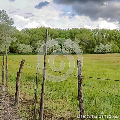 Square frame Grassy field and lush trees behind wire fence and wood posts lining a road Stock Photo