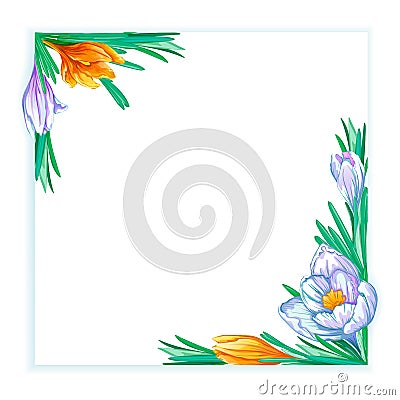 Square frame with white and orange spring crocuses. Vector Illustration