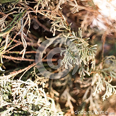 Square green dry pale thuja Stock Photo