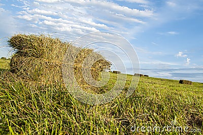 Square haybales of grass hay Stock Photo