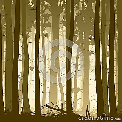 Square illustration of misty coniferous forest from inside. Vector Illustration