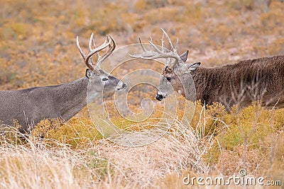 Square off of two dominant whitetail bucks Stock Photo