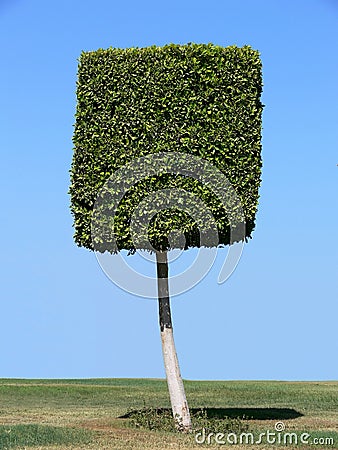 Square Shape Tree Royalty Free Stock Photo - Image: 4934265