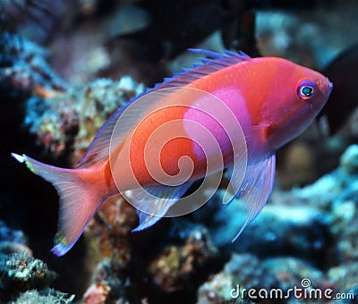 Square Spot Anthias - Papua New Guinea Stock Photo