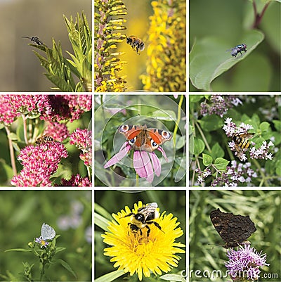 Square summer collage with insects on flowers Stock Photo