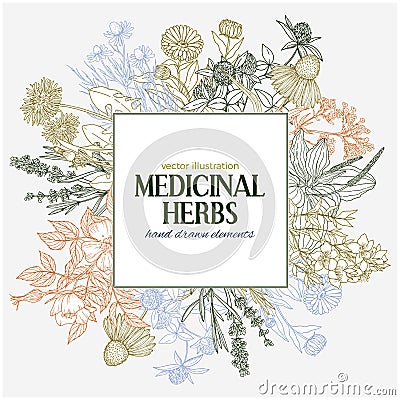 Square text field with hand-drawn colored medicinal herbs and flowers Vector Illustration