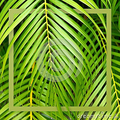 Square tropical frame. Nature green concept banner. Palm tree close up leaf. Summer holiday poster. Stock Photo