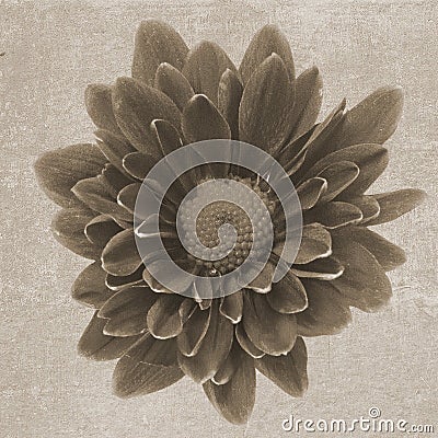 Square vintage texture with chrysanthemum Stock Photo