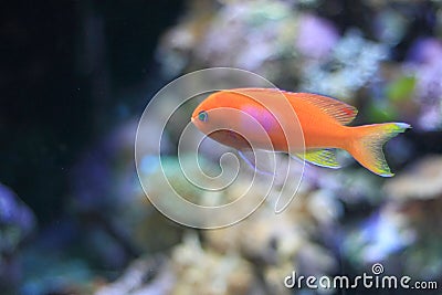 Squarespot anthias Stock Photo