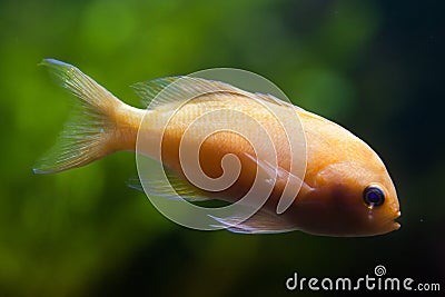 Squarespot fairy basslet Pseudanthias pleurotaenia Stock Photo