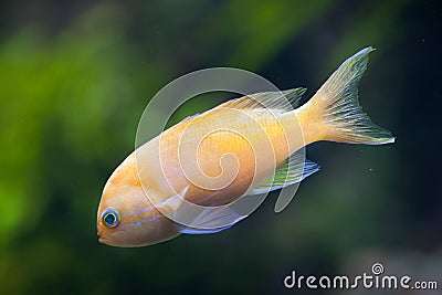 Squarespot fairy basslet Pseudanthias pleurotaenia Stock Photo