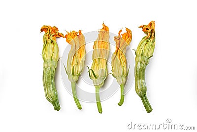 Squash blossom, courgette flowers isolated Stock Photo