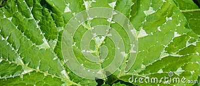 Squash blossom leaves Stock Photo