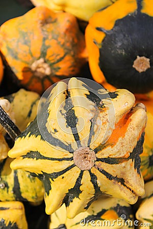 Squash Close Up Stock Photo