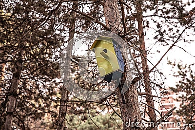 A squash in the forest on a tree. bird house on a pine tree in the park. birdhouse Stock Photo