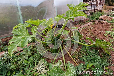 Squash marrow plant Stock Photo