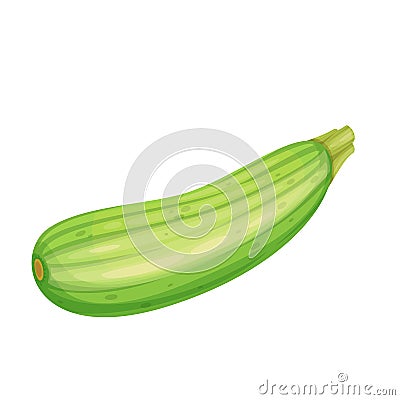 Squash Vegetable illustration Vector Illustration