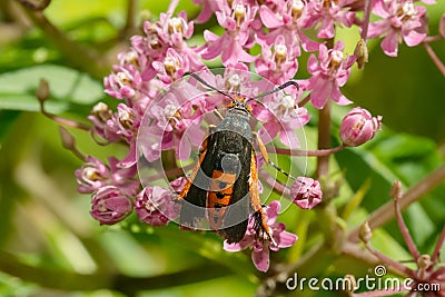 Squash Vine Borer - Eichlinia cucurbitae Stock Photo