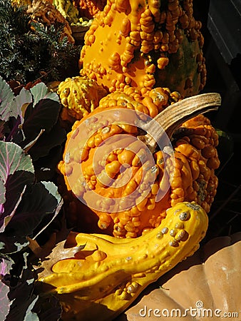 Squashes Stock Photo