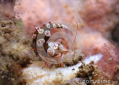 Squat Shrimp Stock Photo