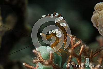 Squat shrimp with a raised tail Stock Photo