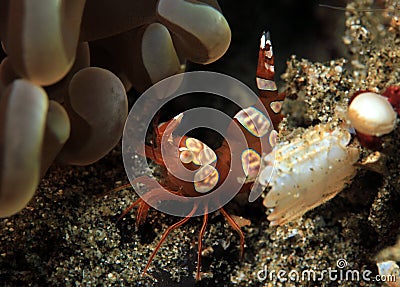 Squat Shrimp Stock Photo