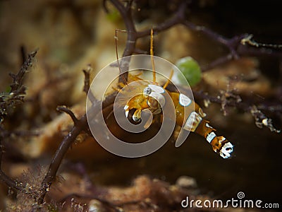 Squat Shrimp Stock Photo