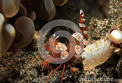 Squat Shrimp Stock Photo