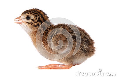 Squatting Newbown Guinea Fowl Keet Stock Photo