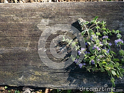 Squaw mint, Mentha pulegium, commonly European pennyroyal, also called mosquito plant and pudding grass. vintage wooden Stock Photo