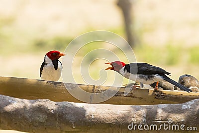 Squawking Conversation amongst Yellow-billed Cardinals Stock Photo