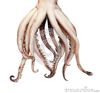 Squid boiled tentacles Stock Photo