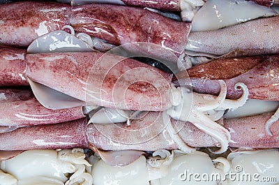 Squid Stock Photo