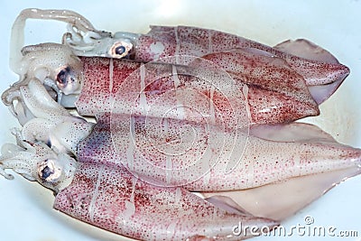 Squid after put formalin for protect freshness Stock Photo