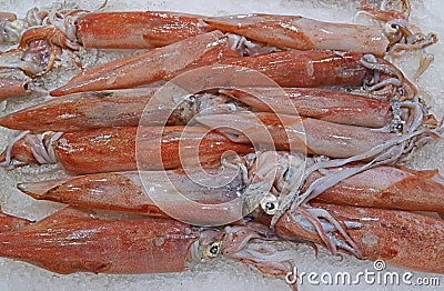 Freshly caught loligo squid on crushed ice on display for sale at fish market Stock Photo