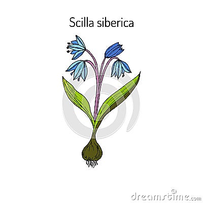 Squill scylla - spring flowe Vector Illustration