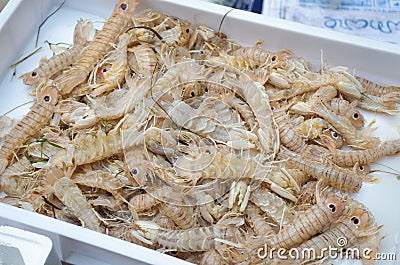 Squilla mantis for sale at the fish market of Catania Stock Photo