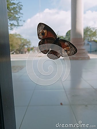 Squinting bush brown Stock Photo