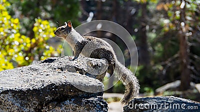 Little squirrel sitting on the rock Sciurus vulgaris Stock Photo