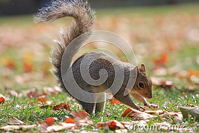 Squirrel Stock Photo