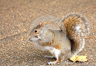 Squirrel Stock Photo