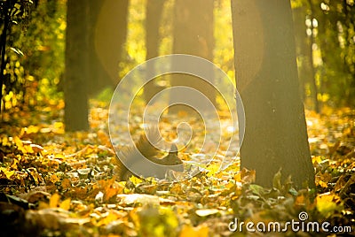 Squirrel Stock Photo