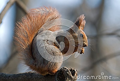 Squirrel Stock Photo