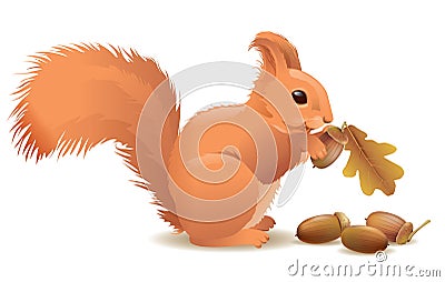 Squirrel with acorns Vector Illustration