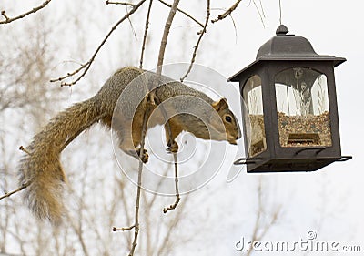 Squirrel - Acrobat Stock Photo