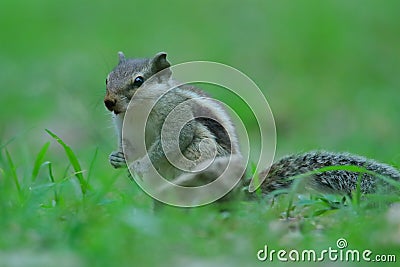 Squirrel, animal, nature, natural Stock Photo