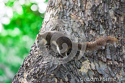 Squirrel, Autumn, acorn and green leaves Stock Photo