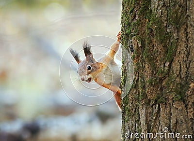 Squirrel in the autumn forest looks curi Stock Photo